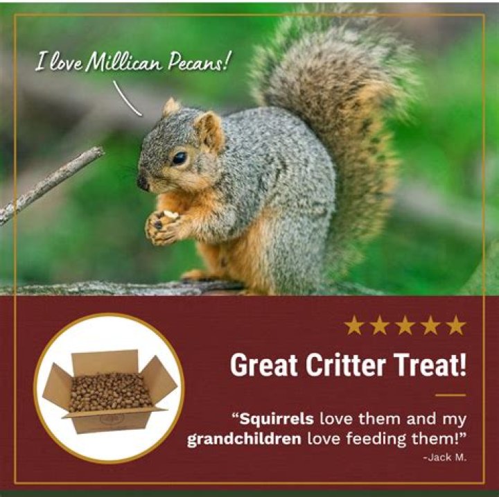 Can I feed squirrels crackers?